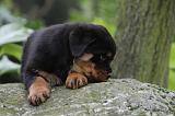 ROTTWEILER 337